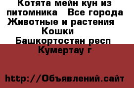 Котята мейн-кун из питомника - Все города Животные и растения » Кошки   . Башкортостан респ.,Кумертау г.